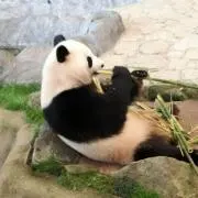 manamanaの画像