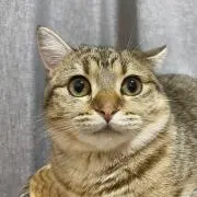 いけの画像