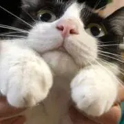 チロルチョコの画像