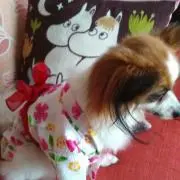 リリィ