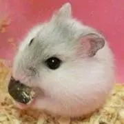 チョコたんの画像