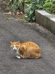 納豆チャーハン