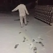 パクチーの画像