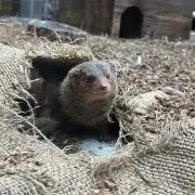 るの画像