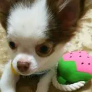 あずき