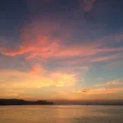 花の画像