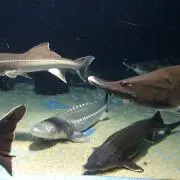 うーき