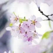 まよひがの画像