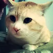 しろろ