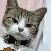 ちゆ