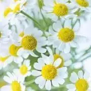 PiPiの画像
