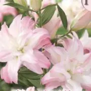 lily