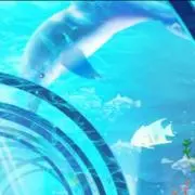 きぬか