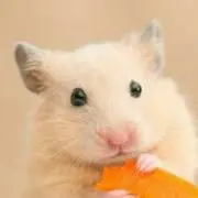 かえで☆はむちゃん