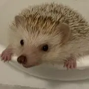 mioの画像