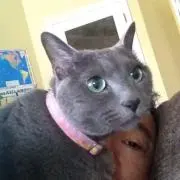 スノーイの画像