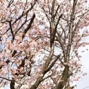 ひよこの画像