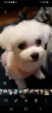 ♡椿♡　PF必読。の画像