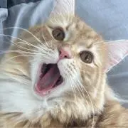 たっちんの画像