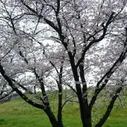ミキの画像