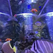 サラの画像