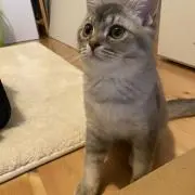 Gigaの画像