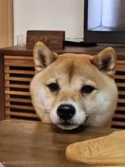 のんた