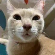 こぴこて