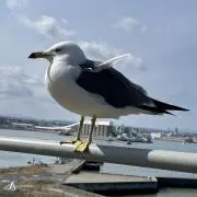 ほしまるの画像