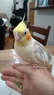 プリンの画像