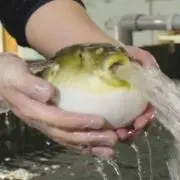 あけぼの