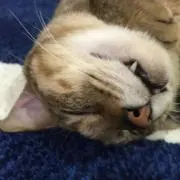 ( ¨̮ )の画像