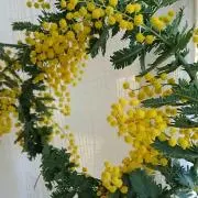 ☆mimoza☆の画像