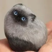 ネコネコの画像