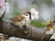 ピンちゃん