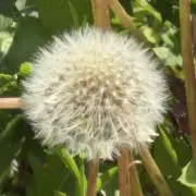 田舎