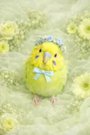 ぷーこ