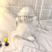 まの画像