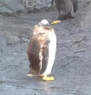 りんぽんぽん