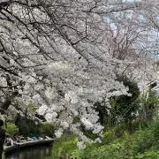 飛鳥の画像