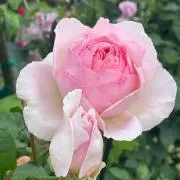 lovelove mam