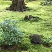 tanaaの画像