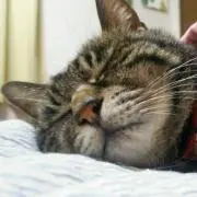 あさの画像