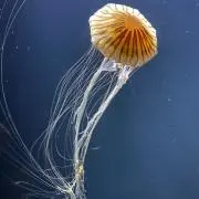 チャッピーの画像