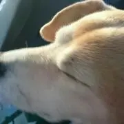 いぬ