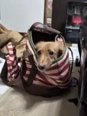 とっす