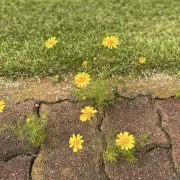 ニコの画像