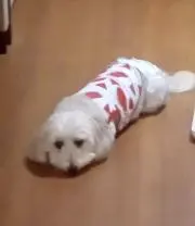 まるっくすの画像