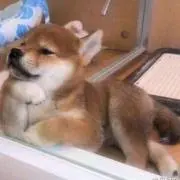 さぉりの画像