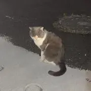 チンジャオの画像